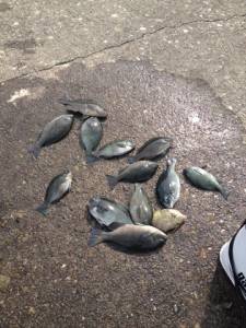 沖の赤島、コッパが多いですが大漁です♪