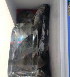 双子の親で底物釣り、42cmのサンバソウ♪