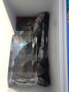 双子の親で底物釣り、42cmのサンバソウ♪