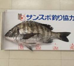 千歳地磯　フカセでチヌ39.2cm