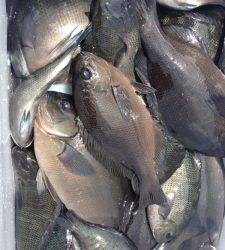 沖のカンゴメ、コッパ混じるも、グレ大漁！