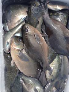 沖のカンゴメ、コッパ混じるも、グレ大漁！