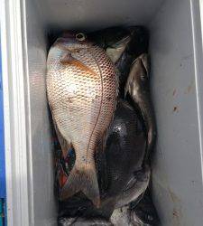 沖のカンゴメ、コッパ混じるも、グレ大漁！