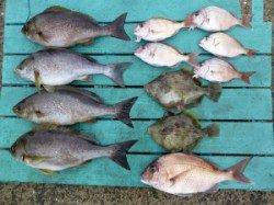 沖一文字外向き、カゴ釣りでイサギ・マダイ・カワハギ等