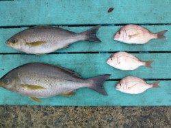 沖一文字外向き、カゴ釣りでイサギ・マダイ・カワハギ等