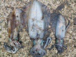 神谷一文字・沖一文字内向きでのイカウキ釣りキロアップ釣果