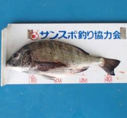 佐波賀地磯　フカセでチヌ45cm