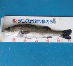 青戸湾内　ルアーでシーバス62cm