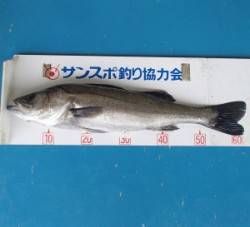 青戸湾内　ルアーでシーバス62cm