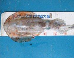 高浜周辺波止 エギングでアオリイカ2.3kg出た
