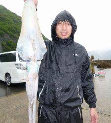 神谷一文字　エギングでアオリイカ1.5kg