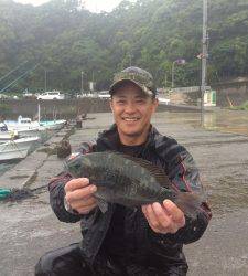 串本の磯グレ、雨の中釣れましたヽ(^o^)丿