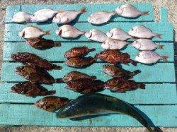 沖一文字内向きでの、カゴ釣りと底釣りの釣果☆