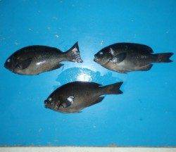 野原磯　フカセでグレ〜30.5cm3匹