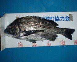 佐波賀地磯　フカセでチヌ〜50.2cmの釣果