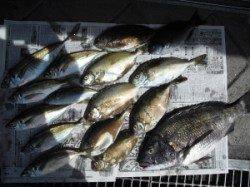 皆様でフカセを楽しみました！大磯の釣果