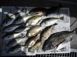 皆様でフカセを楽しみました！大磯の釣果