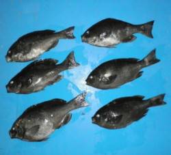野原磯　フカセでグレ〜33cm6匹