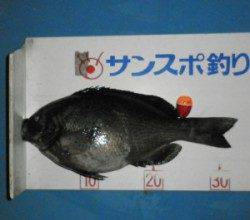 野原磯　フカセでグレ〜33cm6匹