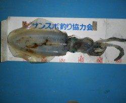 内浦湾 エギングでアオリイカ32cm