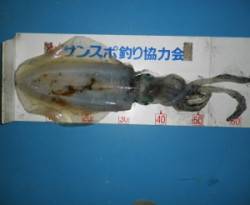 内浦湾 エギングでアオリイカ32cm