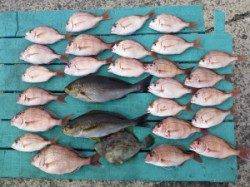 沖一文字、カゴ釣りでチャリコ、イサギにカワハギも混じっています