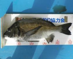 親海公園　フカセでチヌ52.8cm