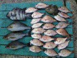 神谷一文字　カゴ釣りでイサギ、マダイなどの釣果