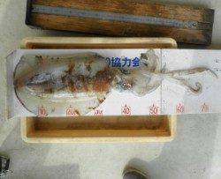 音海の波止でアオリイカ胴長３５cmの釣果