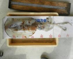音海の波止でアオリイカ胴長３５cmの釣果