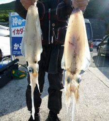 沖一文字内向きで夜通し、アオリイカのウキ釣りの釣果