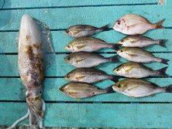 ヒラバエ　カゴ釣りでイサギ〜25cm　ヤエンでアオリイカ1.3kg