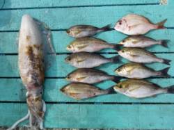 ヒラバエ　カゴ釣りでイサギ〜25cm　ヤエ…