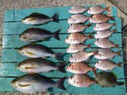 沖一文字外向き、カゴ釣りでイサギ・小ダイ・カワハギ！