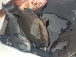 沖の赤島でのフカセグレ　30㎝ＵＰもゲット…