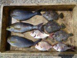 神谷一文字　カゴ釣りでイサギ・カワハギ・グレなどの釣果