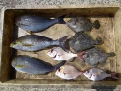 神谷一文字　カゴ釣りでイサギ・カワハギ・グ…