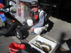 大磯でフカセ釣り、グレにアイゴに良型アジも