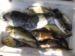 大磯でフカセ釣り、グレにアイゴに良型アジも