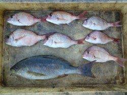 沖一文字でカゴ釣り、小ダイにナイスサイズのイサギも