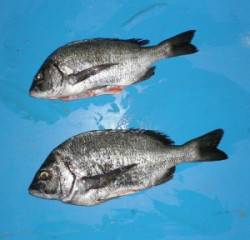 野原磯でチヌ39.5cmを頭に2匹 オキア…