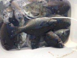 コッパも増えてきましたが、まだまだ30cm台狙えます！