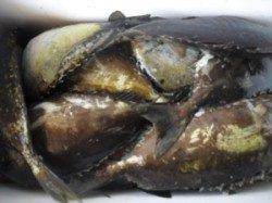 アイゴ27尾の爆釣！！大磯でのフカセ　