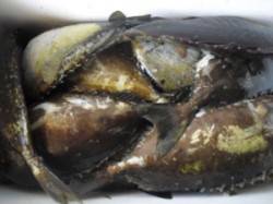 アイゴ27尾の爆釣！！大磯でのフカセ　