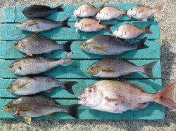 一文字でのカゴ釣り　★絶好釣です★