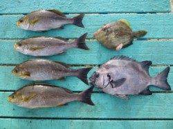 一文字でのカゴ釣り　★絶好釣です★