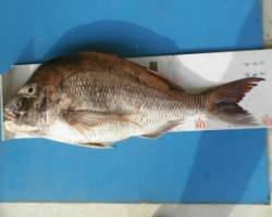 大浦筏　チヌ狙いでマダイ81cmの大外道