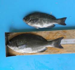 舞鶴田井磯でオキアミフカセ・34.5cmの…