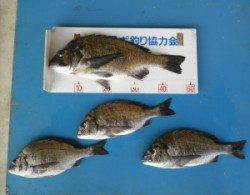 若狭大島地磯で、年無しまであと少し！ナイスサイズのチヌGET！