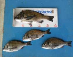 若狭大島地磯で、年無しまであと少し！ナイス…